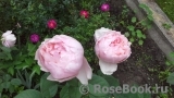 The Alnwick Rose The Alnwick Rose