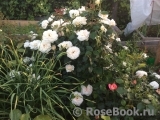 Lions Rose Lions Rose