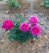 Heidi Klum Rose Heidi Klum Rose