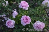 La Rose du Petit Prince La Rose du Petit Prince