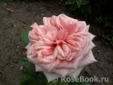 Stefanie´s Rose Stefanie´s Rose