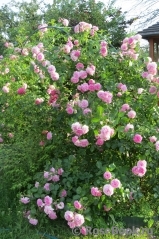 Lavender Lassie Lavender Lassie