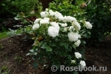 Great North Eastern Rose Great North Eastern Rose