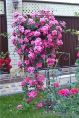 Super Excelsa Super Excelsa