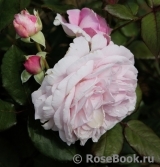 Rosengräfin Marie Henriette Rosengräfin Marie Henriette