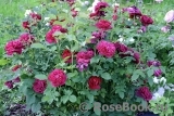 Darcey Bussell Darcey Bussell