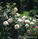 Crocus Rose® Crocus Rose®