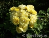 Golden Border Golden Border
