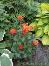Orange Babyflor Orange Babyflor