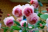 A Shropshire Lad A Shropshire Lad