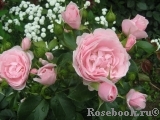 Hans Gonewein Rose Hans Gonewein Rose