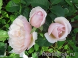 Generous Gardener, The Generous Gardener, The