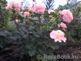 Augusta Luise Augusta Luise