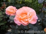 Rosemary Harkness Rosemary Harkness