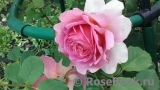 Princess Alexandra of Kent Princess Alexandra of Kent