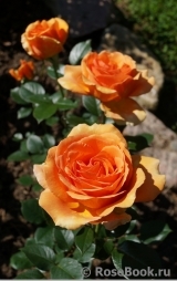 Ashram Ashram