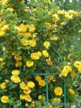 Persian Yellow Persian Yellow