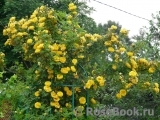 Persian Yellow Persian Yellow