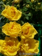 Persian Yellow Persian Yellow