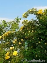 Persian Yellow Persian Yellow