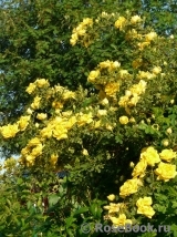 Persian Yellow Persian Yellow