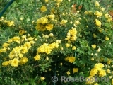 Persian Yellow Persian Yellow