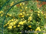 Persian Yellow Persian Yellow