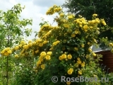 Persian Yellow Persian Yellow