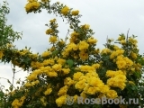 Persian Yellow Persian Yellow