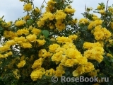 Persian Yellow Persian Yellow