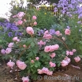 Alan Titchmarsh Alan Titchmarsh