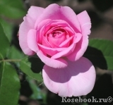 Gertrude Jekyll Gertrude Jekyll