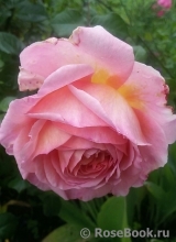 Abraham Darby Abraham Darby