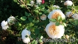 Crocus Rose® Crocus Rose®