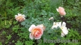 Abraham Darby Abraham Darby