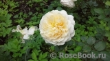 Crocus Rose® Crocus Rose®
