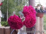 Darcey Bussell Darcey Bussell