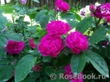 Rose de Rescht Rose de Rescht