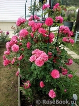 Rosarium Uetersen Rosarium Uetersen