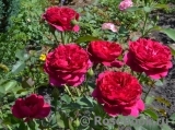 Darcey Bussell Darcey Bussell