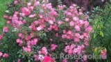 Fuchsia Meillandecor Fuchsia Meillandecor