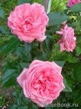 La Rose de Molinard ® La Rose de Molinard ®
