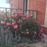 Mein schoner Garten