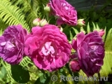 Rosengarten Zweibrücken ® Rosengarten Zweibrücken ®