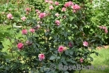 La Rose de Molinard ® La Rose de Molinard ®