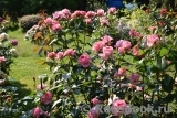 La Rose de Molinard ® La Rose de Molinard ®