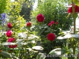 Falstaff® Falstaff®