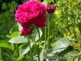 Falstaff® Falstaff®