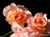 Augusta Luise Augusta Luise