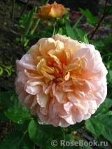 Abraham Darby Abraham Darby